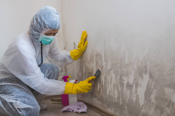 Best Mold Prevention Services  in New Mford, IL